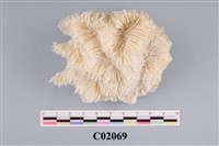 藏品(珊瑚化石)的圖片